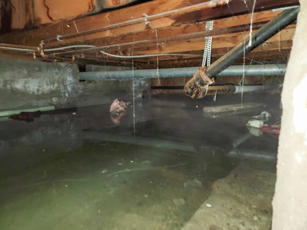 Best Carpet water damage restoration  in Rk Forest Village, PA